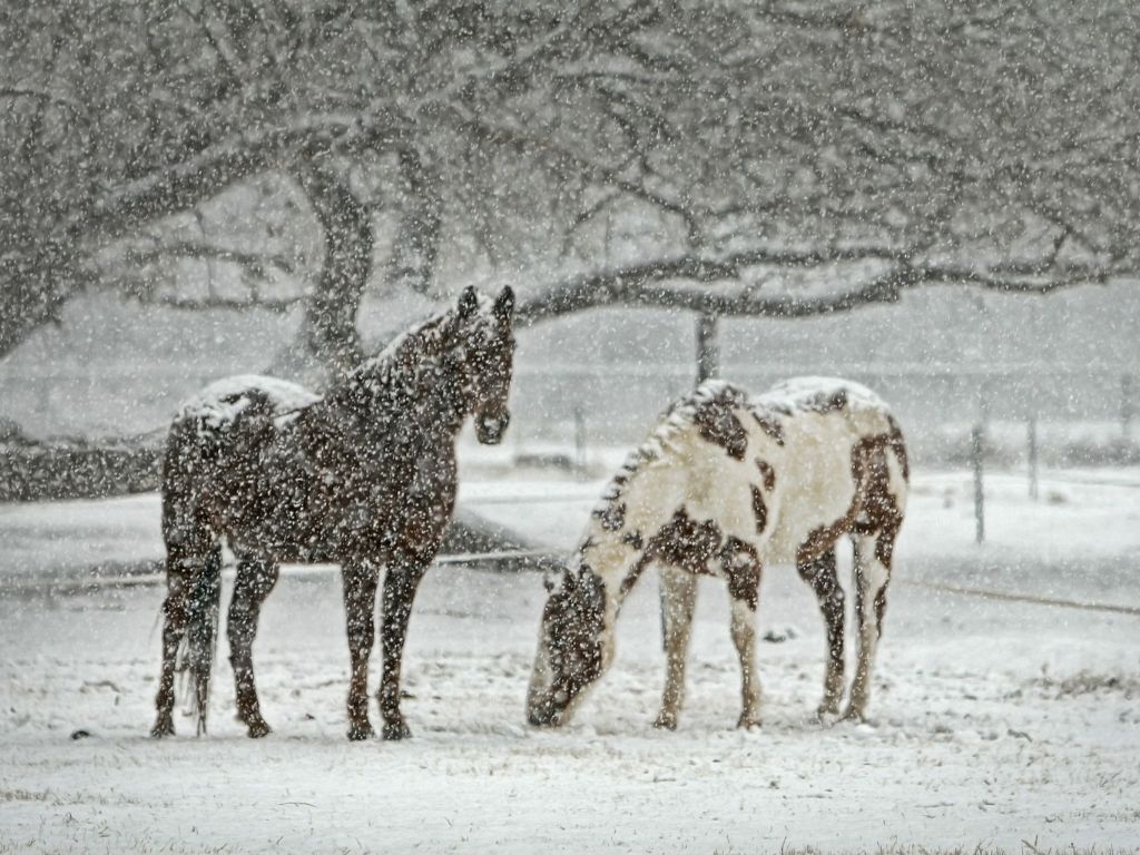 Pferde und Menschen im Winter